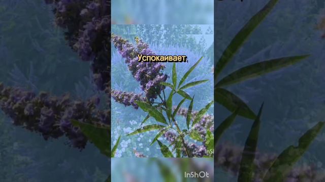 Витекс Священный от компании Эрсаг. #эрсаг #зож #здоровье #бады #органика #бизнес смотреть онлайн