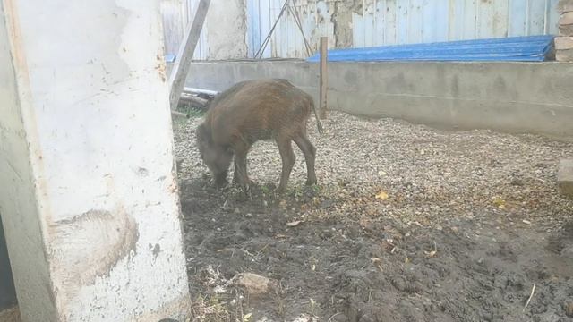 Секач Фунтик в джакузи. Купание кабанов. Wild boar bathing смотреть онлайн