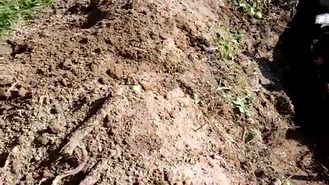 Удаления старой яблони на участке, выкорчёвка часть 1 смотреть онлайн