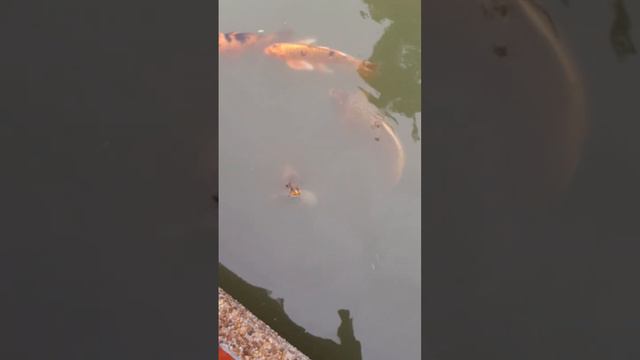 Аргентина. Буэнос-Айрес. Кто-то видит красоту, а кто-то считает какахи на осфальте и снимает бомжей смотреть онлайн