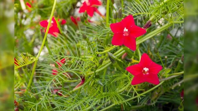 Herbier Numérique Fleur De Cupidon  ( Ipomoea Quamoclit )