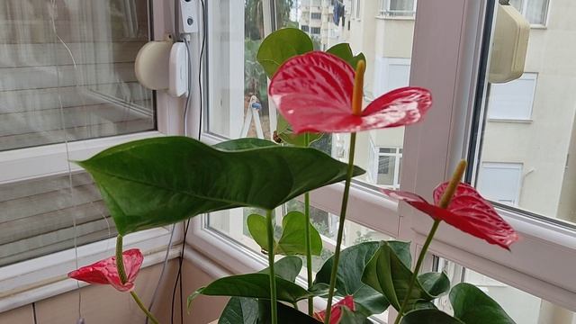 Антуриум не Цветёт, 5 Причин смотреть онлайн