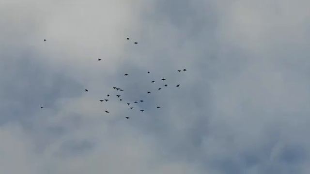 Сергей Чермошенцев гонит голубей 03 09 2021 года