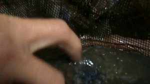 Как усыпить живого карпа.