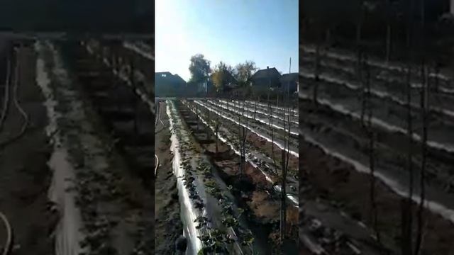 Наш первый сад , груши киргизская зимняя и ноябрьская на подвое ВА 29 айва. смотреть онлайн