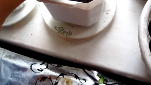 Одно деревце хурмы осталось выросшее из посаженных косточек смотреть онлайн