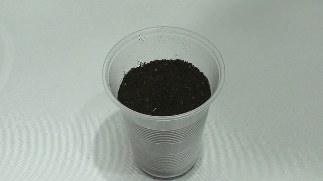 ВСЮ РАННЮЮ КАПУСТУ СЕЮ ТОЛЬКО ТАК! БЕЛОКОЧАННАЯ, ЦВЕТНАЯ КАПУСТА И БРОККОЛИ, 3 СПОСОБА ПОСЕВА! смотреть онлайн