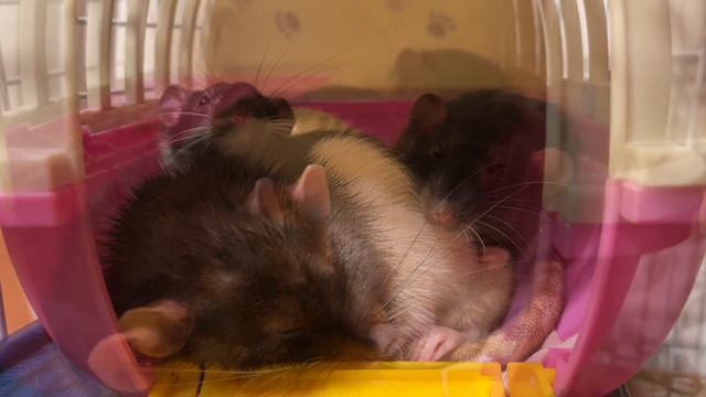 У кого есть крысы, тот в кино не ходит. Милота зашкаливает 😍🥰 Крысы спят смотреть онлайн