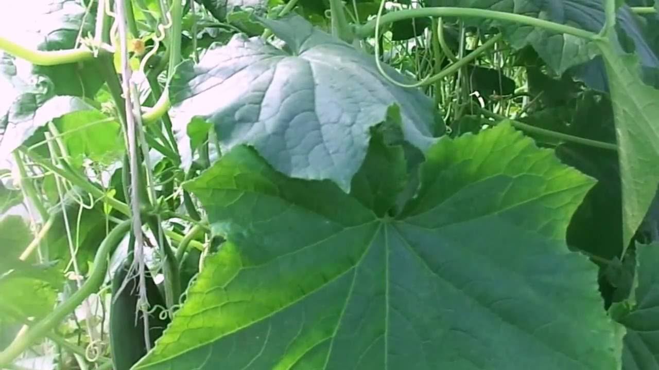 Пожелтели Листья у Огурцов в Конце Июля, Что Делать. Причины Пожелтения и Устранение Проблемы. смотреть онлайн