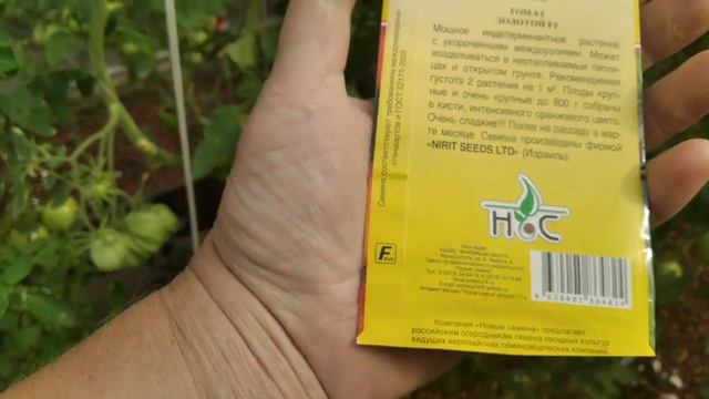 24 июля 2023г. Дача. Обзор помидор в моей теплице. смотреть онлайн