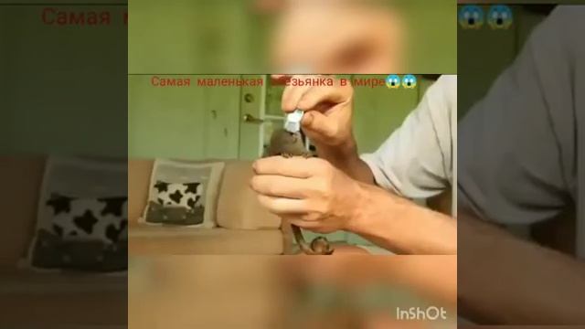 Шикарный вид, самая маленькая обезьянка в мире смотреть онлайн