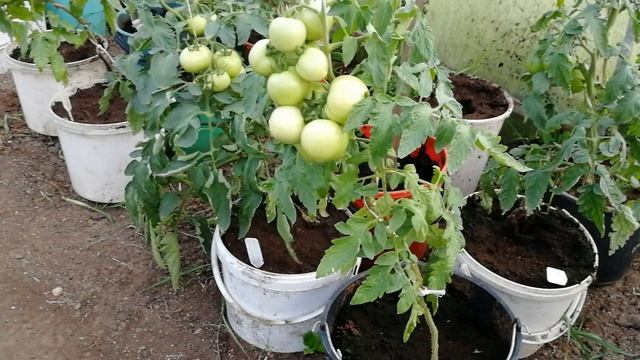 Помидоры в вёдрах. Ранний урожай. смотреть онлайн
