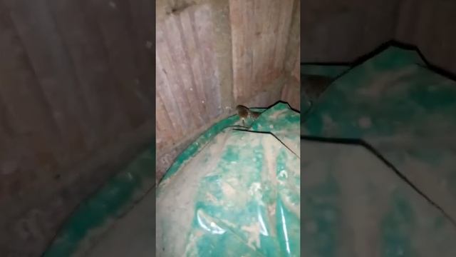 Δενδρογαλιά (Hierophis gemonensis) смотреть онлайн