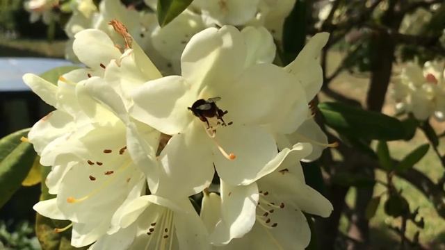 Bumblebee in Rhododendron смотреть онлайн