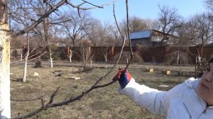 ОБРЕЗКА ЧЕРЕШНИ: 4 важных шага в обрезке.