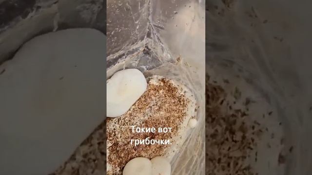 Лесные тайны и загадки природы