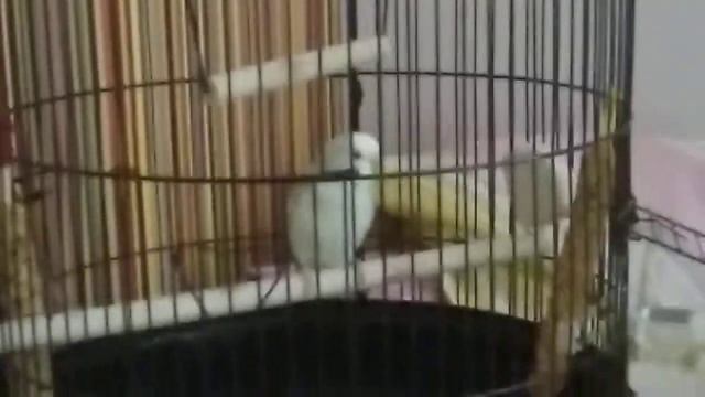 почему нельзя гладить попугая? смотреть онлайн