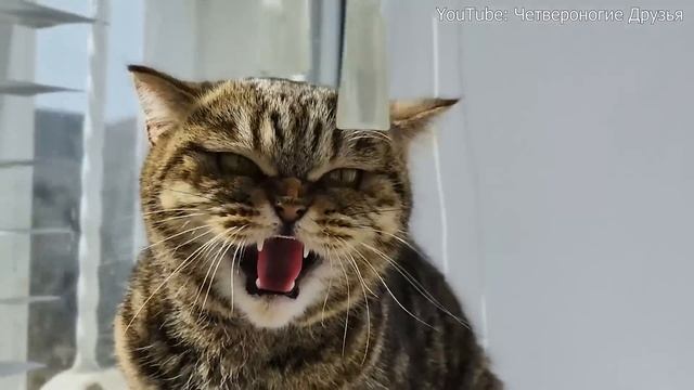 Кошка кричала, ее выкинули на улицу. На утро она была в сильнейшем стрессе. В Конце заговорила. смотреть онлайн