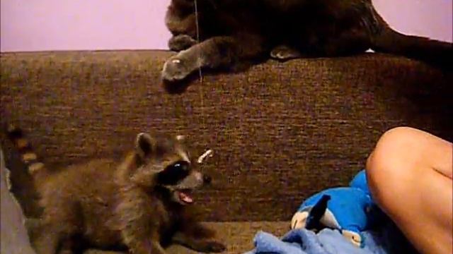 енот чика с котом.wmv смотреть онлайн