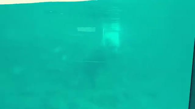Заплыв белого медведя смотреть онлайн