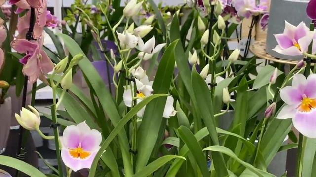 Две витрины с орхидеями! Такое бывает только один раз году)) Пират Пикоти, Саммерсонг, Биг липы . смотреть онлайн