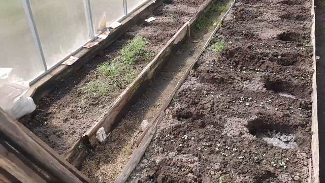 27 апреля. Посадка рассады томатов и баклажан. Вспохали под картофель. смотреть онлайн