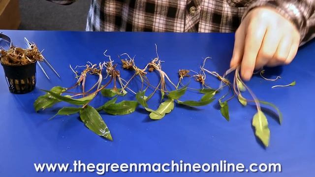 Preparing a Cryptocoryne for planting in an aquarium смотреть онлайн