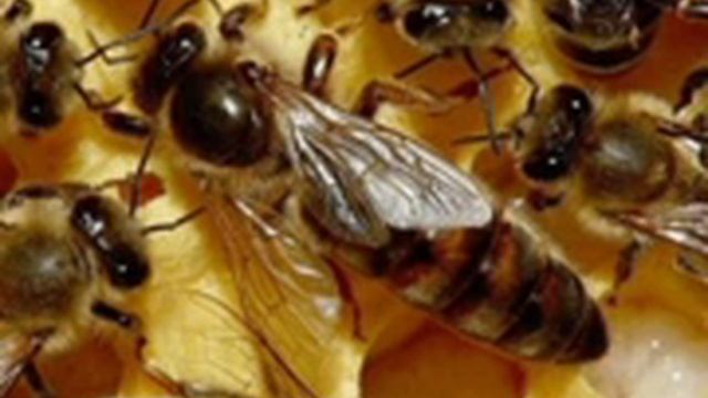 Матка трутовка и матка отрутневевшая. Отличие и причины. В.Г. Кашковский смотреть онлайн