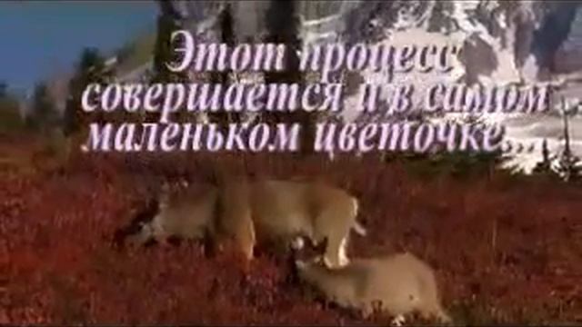 Вода. Чудеса нашей планеты !!! смотреть онлайн