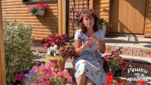 Почему не цветёт королевская герань?! Уход за королевской пеларгонией