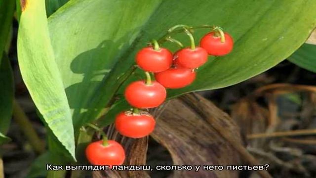 Когда цветут ландыши? Ландыш: описание, загадки про ландыш для детей смотреть онлайн