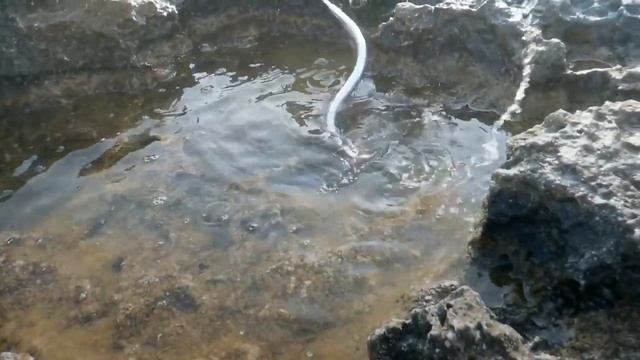 Осенний сарган смотреть онлайн