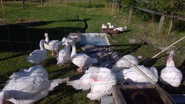 Turkey. Farming in northern Moravia. смотреть онлайн