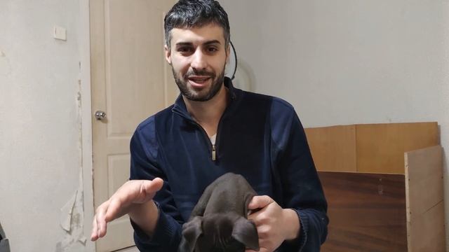 Питбули Black Mamba!!! Поговорим смотреть онлайн