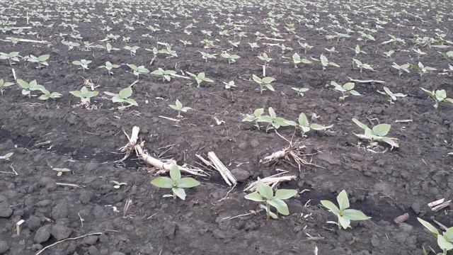 21.05.2020 соняшник Белла (Євраліс) обзор смотреть онлайн