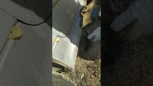 Замена порогов +переварка пола+переварили и усилили поддомкратники на Пежо 206.