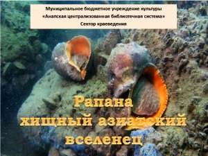 Рапана -морской хищник