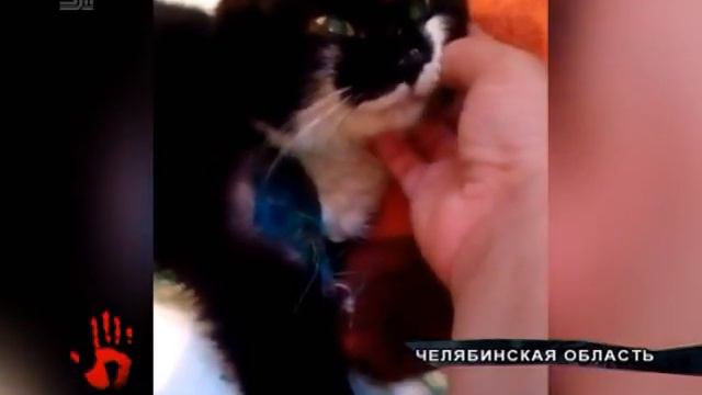 Зоозащитники пытаются спасти кошку, которую люди выбросили умирать в сугроб смотреть онлайн