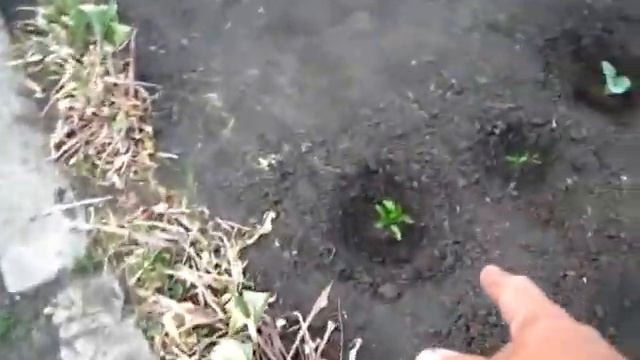 Результат мульчирования сухой землей - положитнльный смотреть онлайн