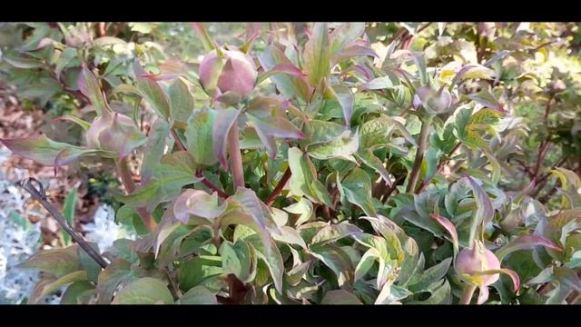 Швейный органайзер смотреть онлайн