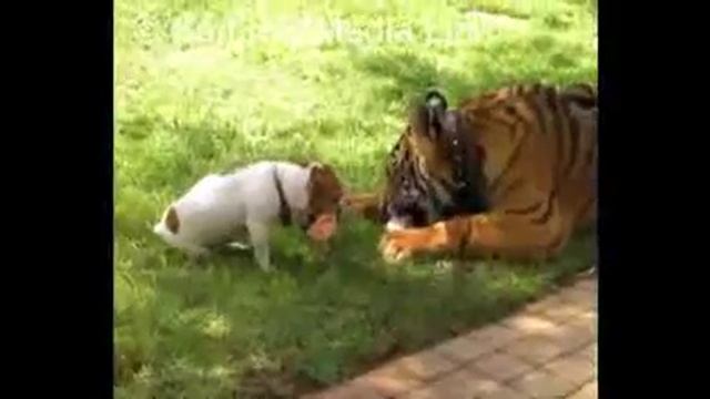Тигр и собаки друзья Tiger and Dog Are Best Friends! смотреть онлайн