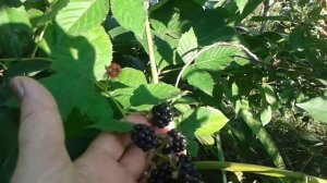 Ежевика Наваха