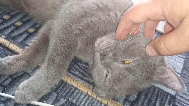 Ты спишь? Кошка как Кот, разговаривает во сне, говорит я сплю VivaVideo смотреть онлайн