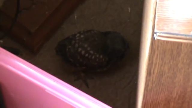 сова умная птичка !!! прячется !!! смотреть онлайн