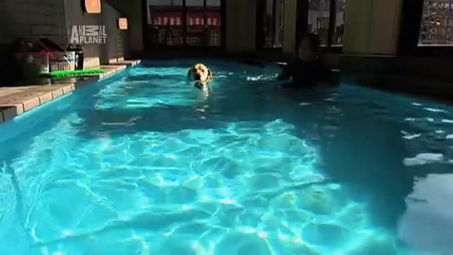 TV-Tipps: Animal Planet смотреть онлайн