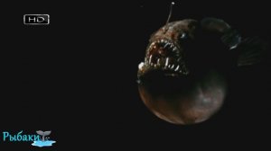 Исчадия ада - Глубоководный удильщик (морской чёрт)