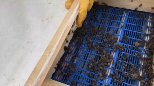 Подсадка роя пчел к слабой семье. Как усилить пчелосемью.  Сезон 2022