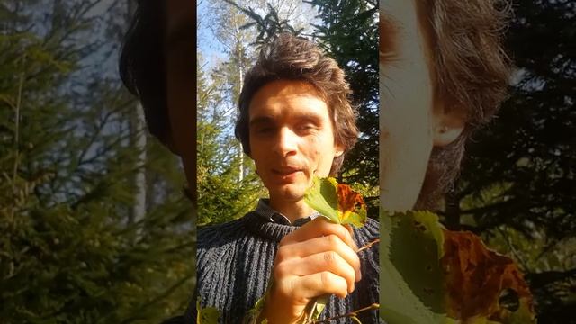 Edible Leaves - Tilia cordata and 5 other trees with edible leaves смотреть онлайн