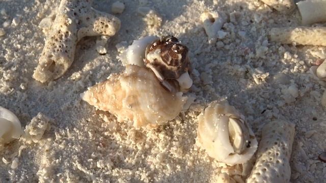 Как работает Агентство недвижимости раков-отшельников на Мальдивах. смотреть онлайн