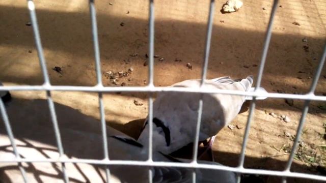 Парк птиц, брачный сезон у голубей (прикольно) смотреть онлайн